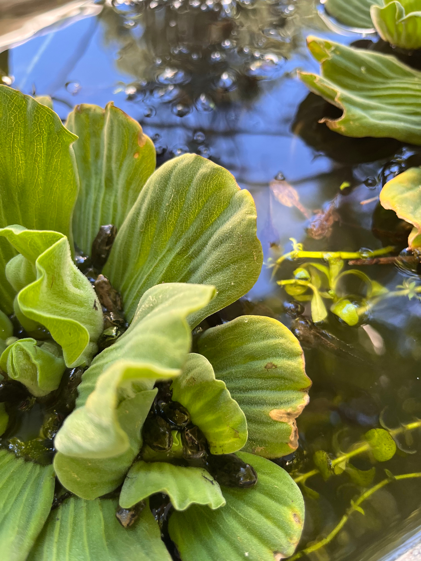 Young tadpoles swimming in a nursery tank with aquatic plants
